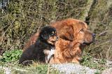 DOGUE DU TIBET 494